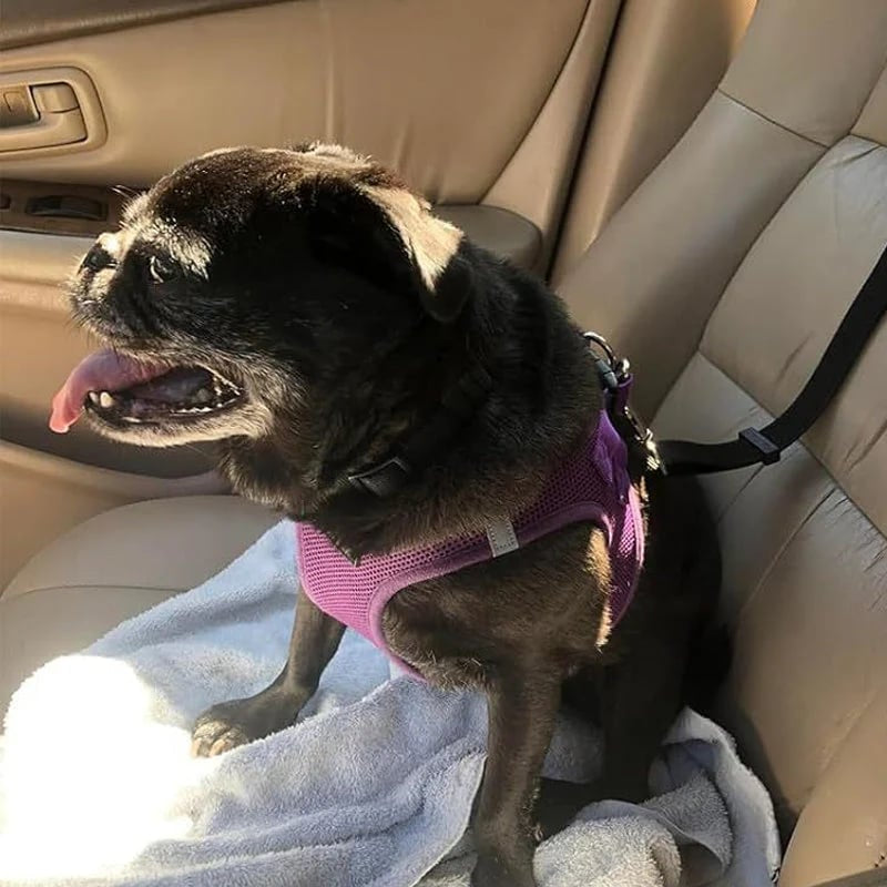 🐾 2-in-1 Dog Car Seat Belt & Walking Leash — Adjustable Pet Travel Restraint for Safer Car Rides