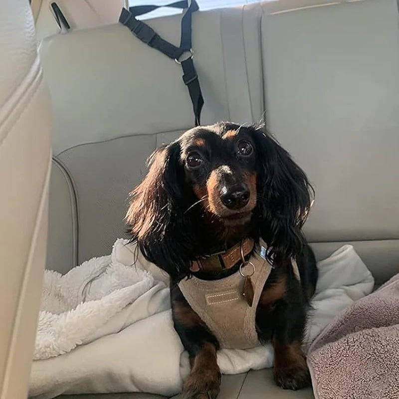 🐾 2-in-1 Dog Car Seat Belt & Walking Leash — Adjustable Pet Travel Restraint for Safer Car Rides